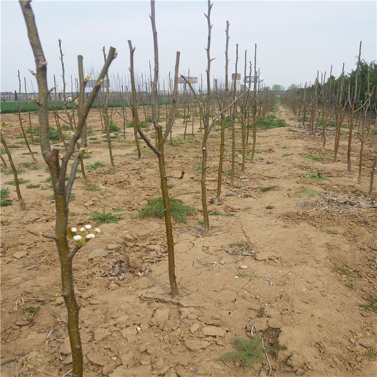 晚秋黄梨栽培中,如何管理才能获得高产和丰收?