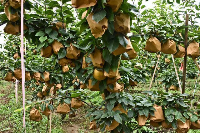 晚秋黄梨栽培中,如何管理才能获得高产和丰收?