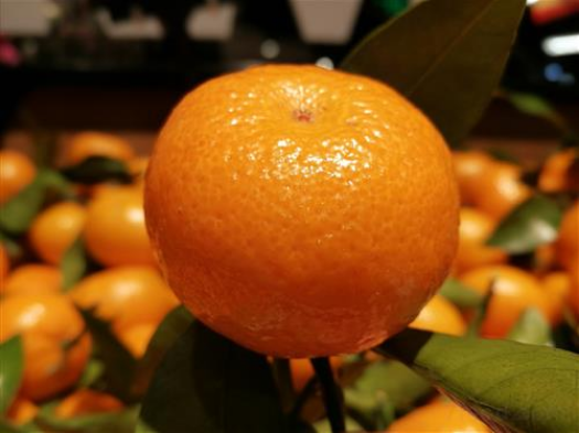 春节传统特色美食有哪些