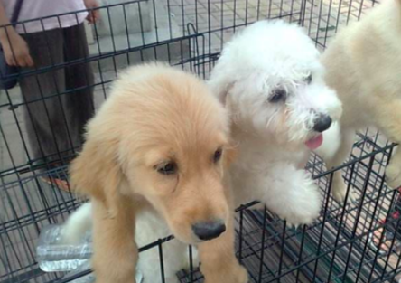 买狗去哪个网站好？