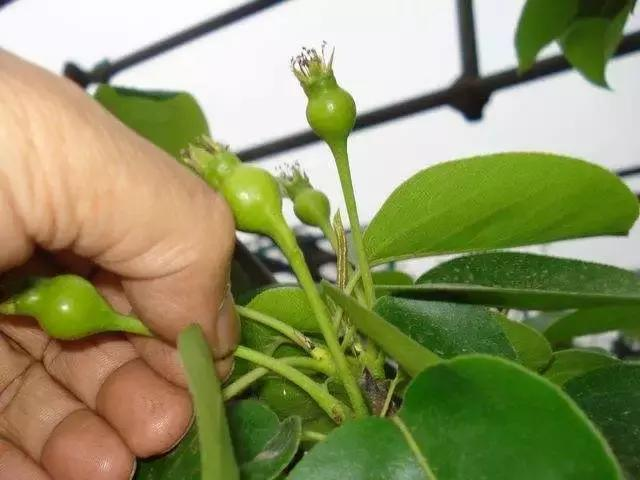 晚秋黄梨栽培中,如何管理才能获得高产和丰收?