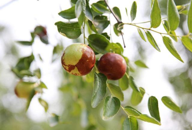 枣树在夏季，该怎么管理？