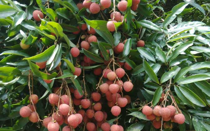 什么植物比较多花蜜