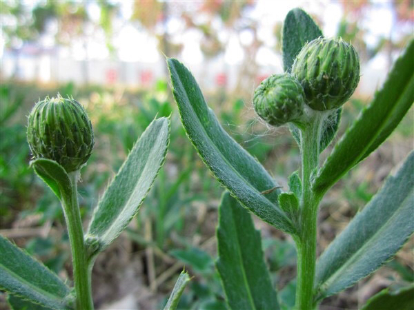 青青菜的功效与作用