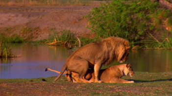自然传奇是讲什么的？