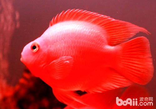 红鹦鹉鱼皮肤变黑了怎么办？