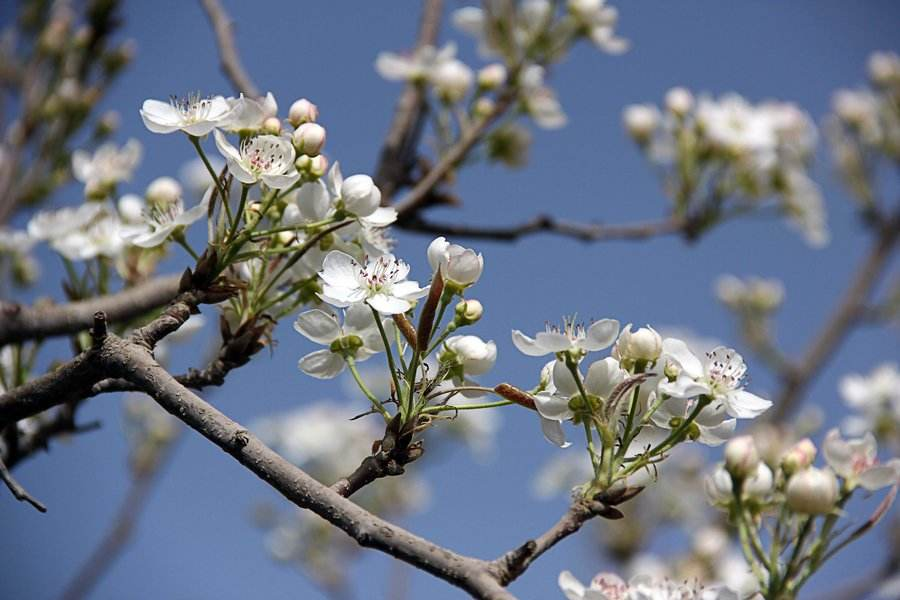 晚秋黄梨栽培中,如何管理才能获得高产和丰收?