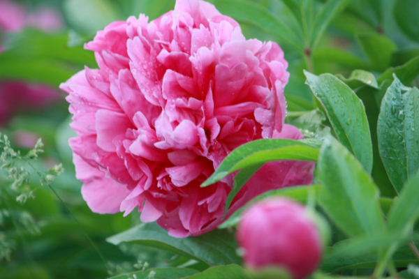 芍药花有什么作用