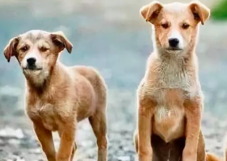 买狗去哪个网站好?