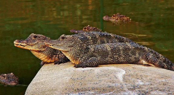 我国扬子鳄有多少只