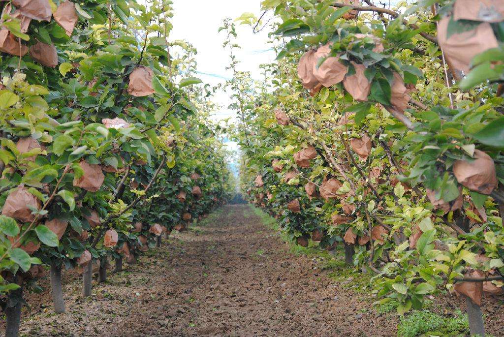 晚秋黄梨栽培中,如何管理才能获得高产和丰收?