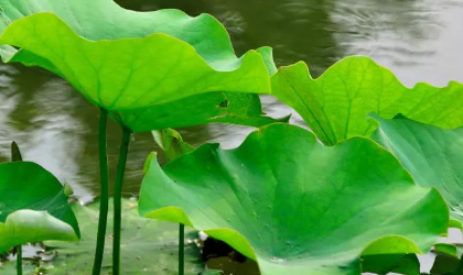 荷叶是什么的什么怎么填空？