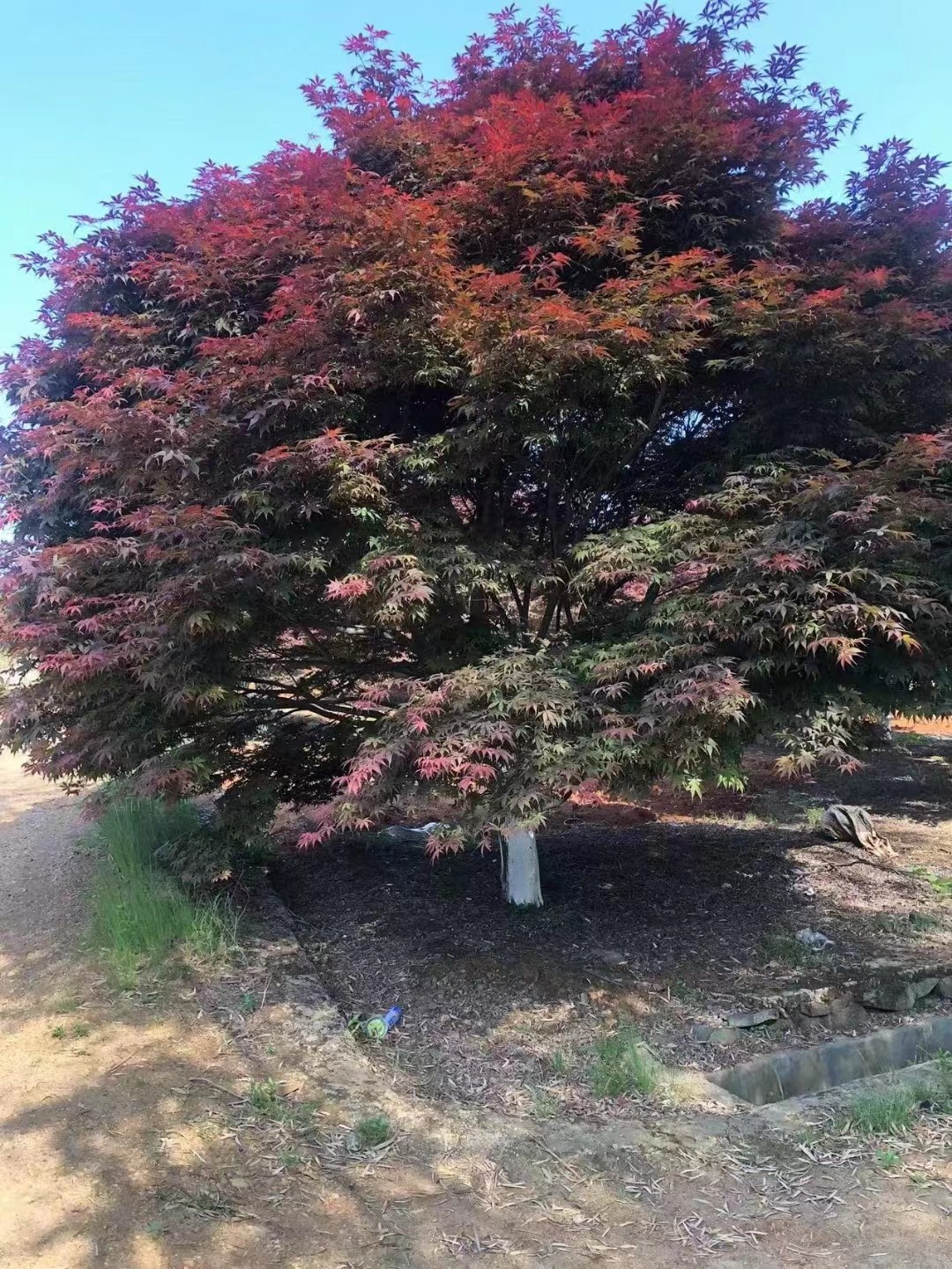 红枫多少钱一颗?