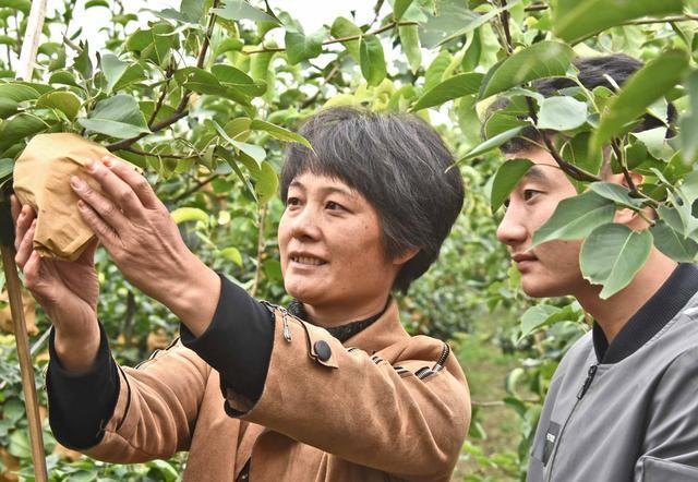 晚秋黄梨栽培中,如何管理才能获得高产和丰收?