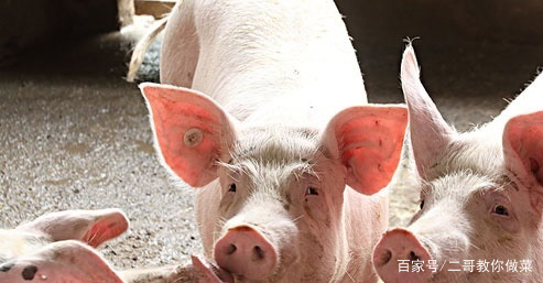 过来人都强调的养猪场“二八原则”,是什么意思?