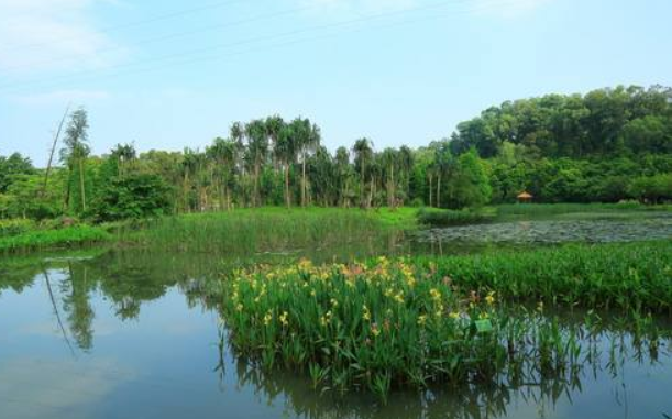 水生植物有哪些？如何分类？