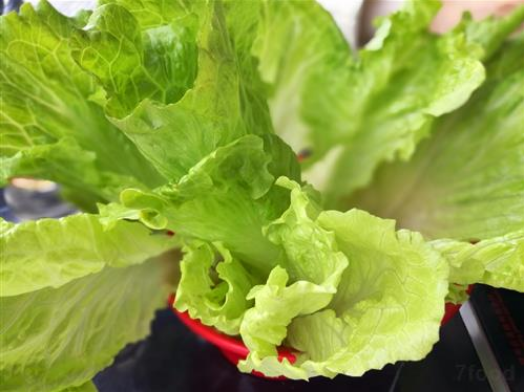 春节传统特色美食有哪些