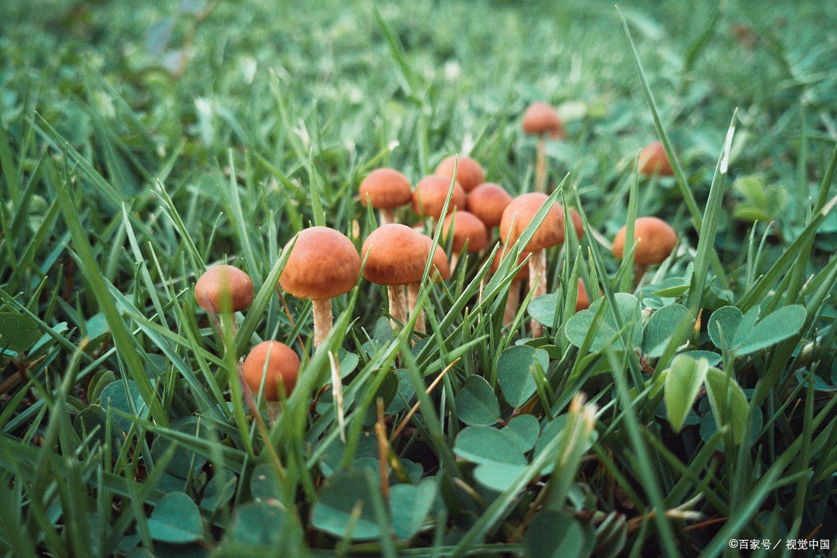 食物中毒后的患者吃什么食物合适