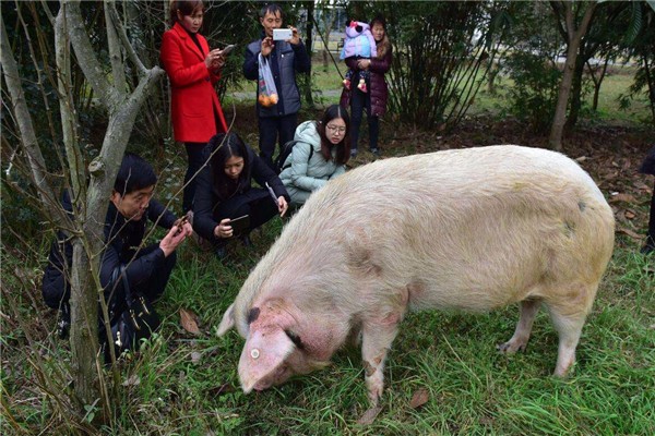 汶川地震中幸存的“猪坚强”，如今已经12岁，现在活得怎么样了？