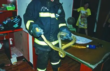 江西一老人掀被窝惊见蛇,消防员是如何来捉蛇的?