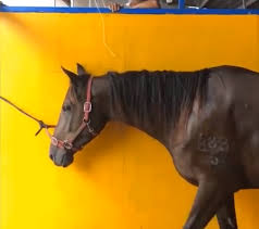 冲入海中救男孩的两匹马病危,海水对马有害吗?