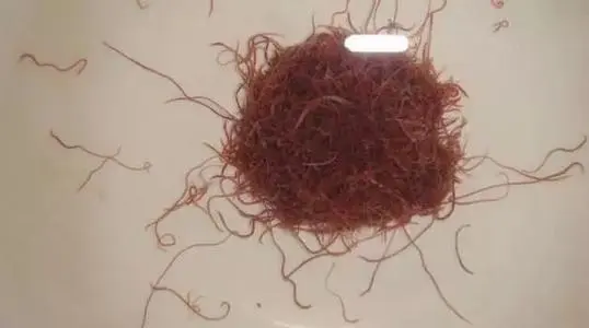 关于红虫是有毒的吗?