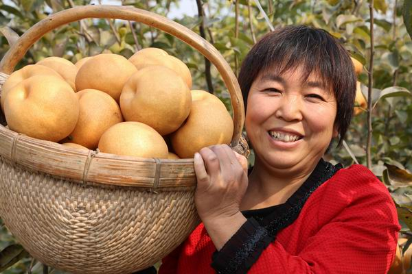 晚秋黄梨栽培中,如何管理才能获得高产和丰收?