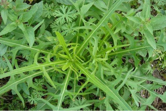 野菜老鸽筋和功效与做用