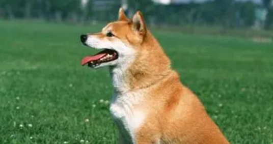 呼哧呼哧的意思是什么?