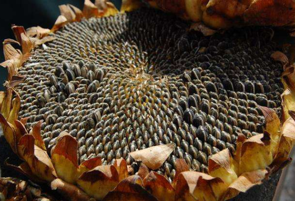 葵花籽其实是向日葵的什么?