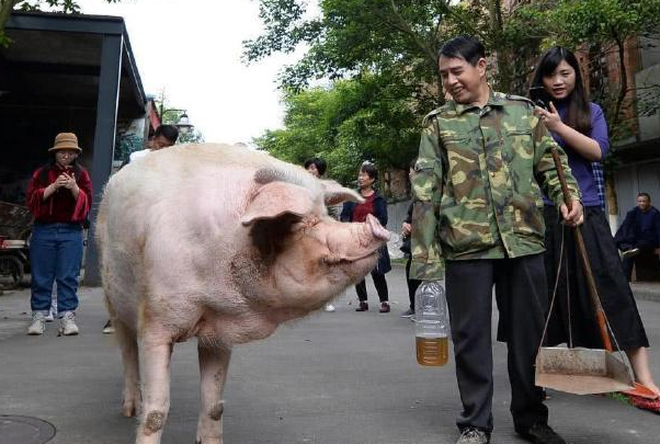 猪坚强老主人带食物探望,猪坚强的近况怎样?