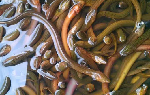 养殖业什么最赚钱农村