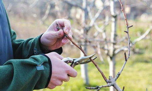 晚秋黄梨栽培中,如何管理才能获得高产和丰收?