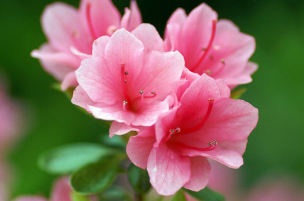 杜鹃花的象征意义