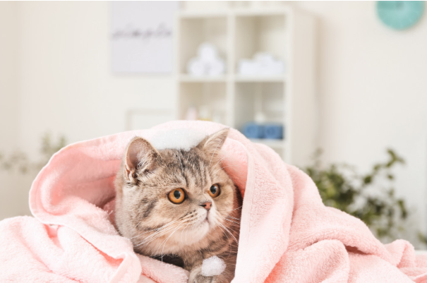 梦见猫是什么意思