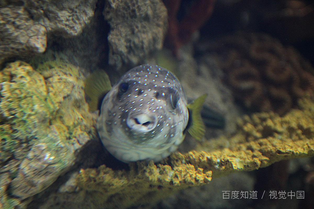 有哪些经常放嘴里的危险美味?