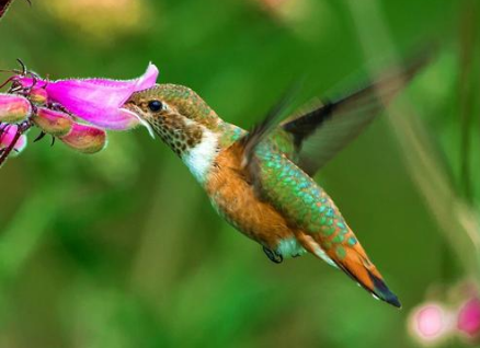 玲的组词有哪些?