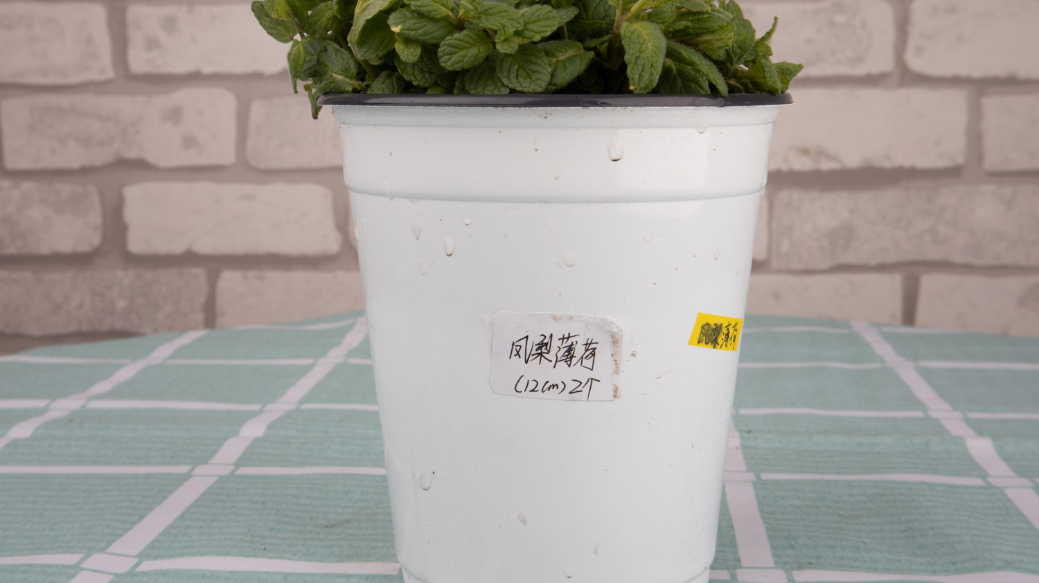 薄荷怎么养盆栽教程