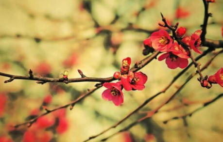 最经典的梅花诗是什么?