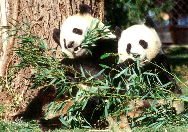 大熊猫到底吃哪些植物?