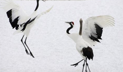 中国的国鸟是什么鸟?