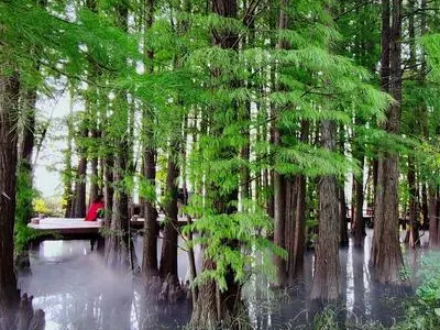 常见的10种裸子植物有哪些?