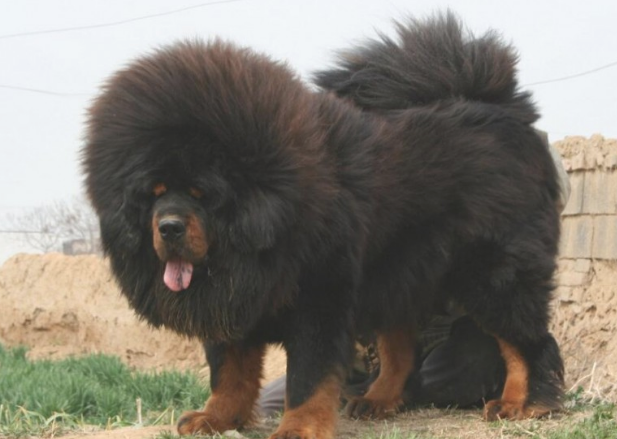 小藏獒是人们最爱饲养的一个品种,纯种小藏獒的价格是多少呢?