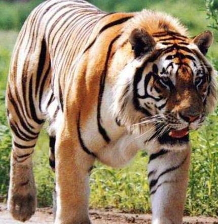 禁止入山!黑龙江双鸭山市饶河县境内发现东北虎,这是咋情况?