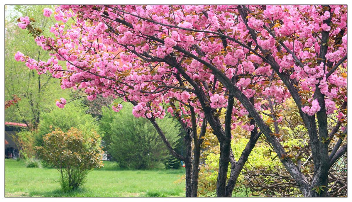 樱花树长什么样?