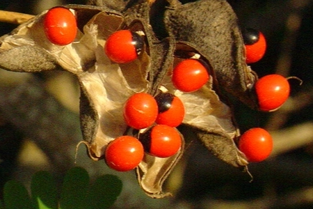 相思豆的寓意是什么?