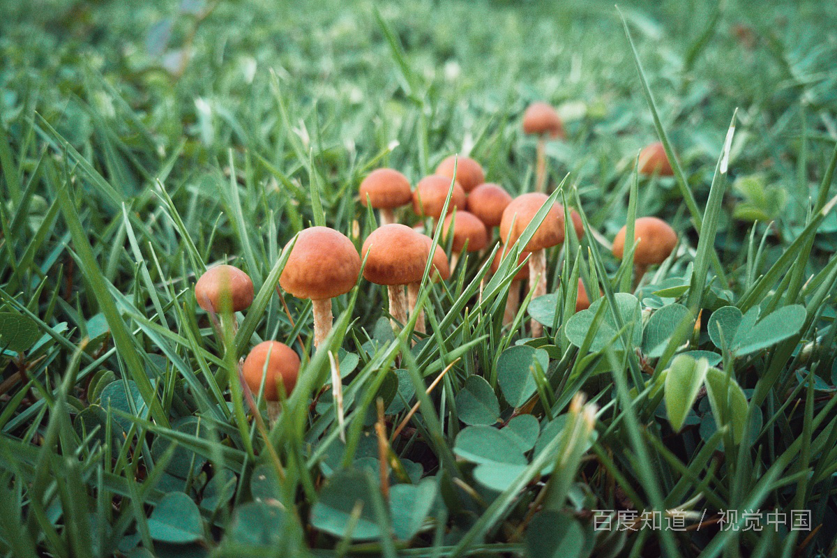 有哪些经常放嘴里的危险美味?