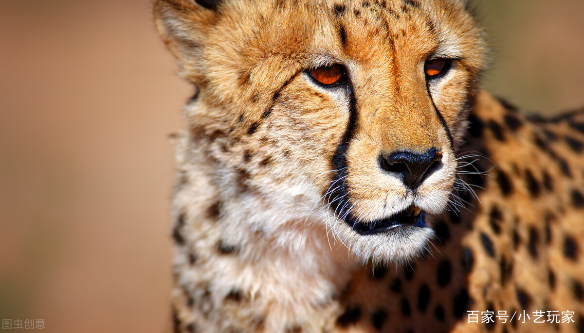 猎豹奔跑速度最快的动物,为什么却无法长时间奔跑?