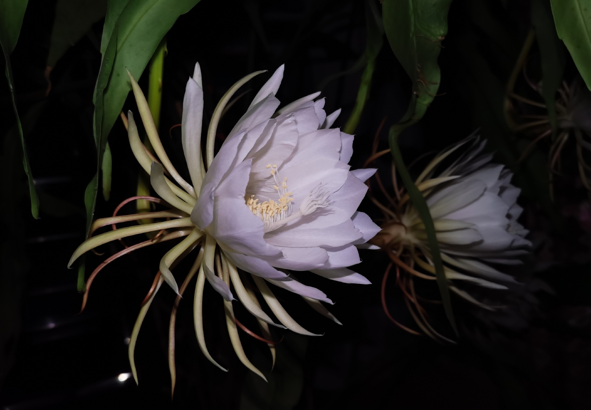 一居民家中昙花4个月开了3次,这到底是什么原因?