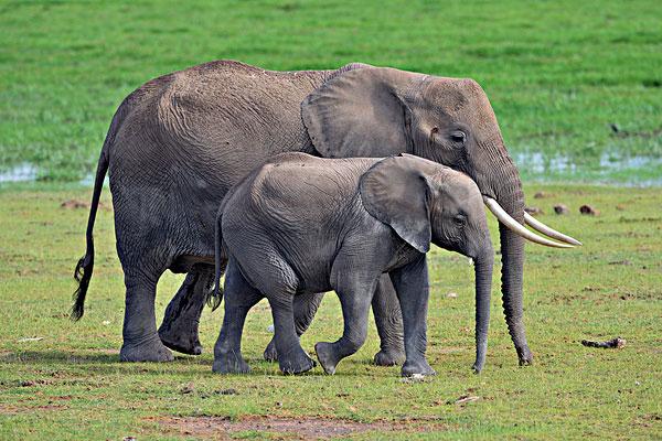 大象一直用鼻子吸水,为什么它不会被水呛到?